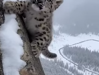 F0802010 snow leopard ran to me (Part 2)