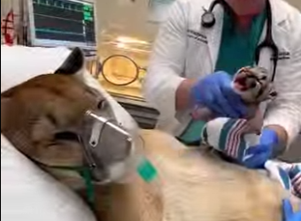 F1002003 cougar blocked my path (Part 2)