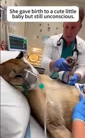 F1002003 cougar blocked my path (Part 2)