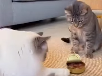 F1002006 cat showed up at my window her kittens (Part 2)