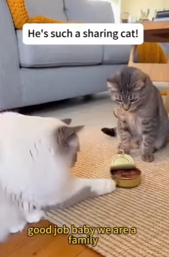 F1002006 cat showed up at my window her kittens (Part 2)