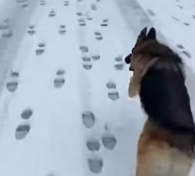 F0802003 stray dog saved kitten her baby (Part 2)