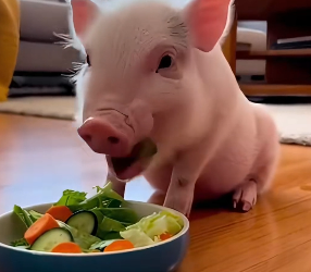 F1002002 little pig stopped my car (Part 2)