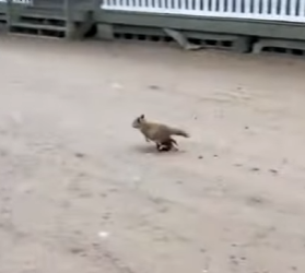 F0602005 dying fox mother brought her baby to (Part 2)