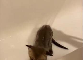 F0602001 My dog grabbed my leg pulled me out (Part 2)