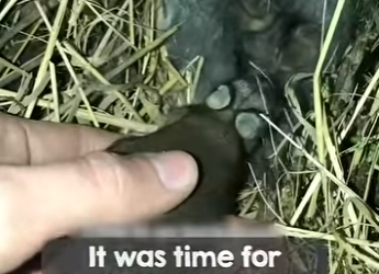 I1002010 Beautiful clever cat (Part 2)