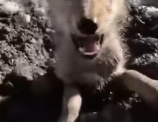 O0202009 Un acto humano marco la diferencia (Parte 2)