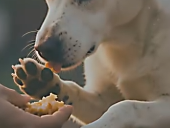 V1302025 Lily juntó sus patitas, pidiendo algo (Parte 2)