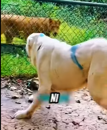 V1302005 Quien ganaría (Parte 2)