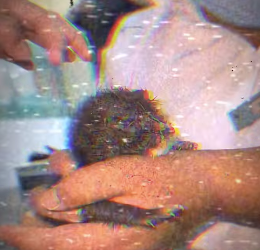 V1302012 gatito atrapado entre paredes es rescatado (Parte 2)