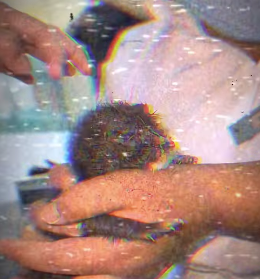 V1302012 gatito atrapado entre paredes es rescatado (Parte 2)