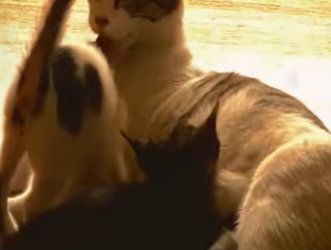 V1302010 está gata se comportaba de manera extraña mira el porque (Parte 2)