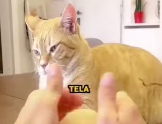 V1302004 lo que hizo este hombre con el pelaje de su gatito (Parte 2)