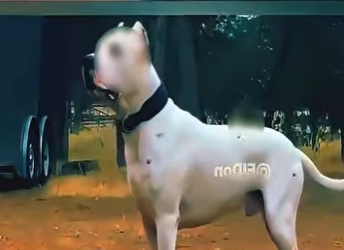 V1302007 El perro más poderoso del mundo cuidando sus cachorros (Parte 2)