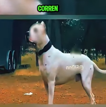 V1302007 El perro más poderoso del mundo cuidando sus cachorros (Parte 2)