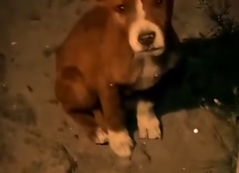 V1302026 Este Perrito Lo siguió hasta la puerta de su hogar Él le cambió (Parte 2)