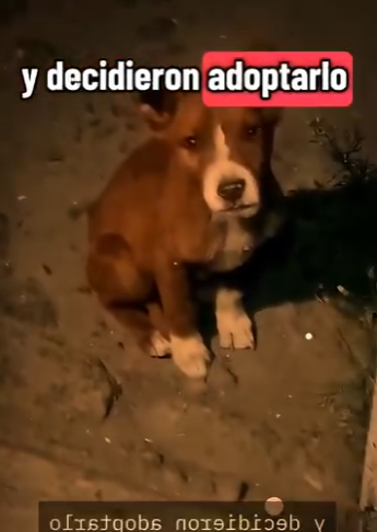 V1302026 Este Perrito Lo siguió hasta la puerta de su hogar Él le cambió (Parte 2)