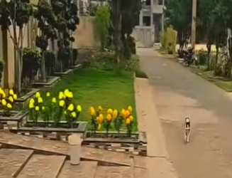 V1302001 Rescato una Gata pidiendo ayuda (Parte 2)