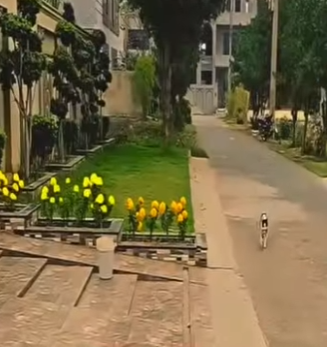 V1302001 Rescato una Gata pidiendo ayuda (Parte 2)