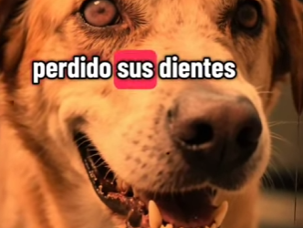 V1302017 nadie quería adoptarlo hasta que paso ésto (Parte 2)