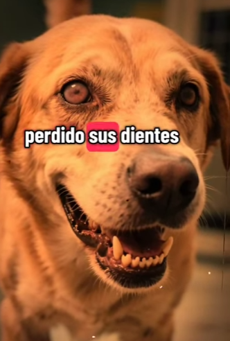 V1302017 nadie quería adoptarlo hasta que paso ésto (Parte 2)