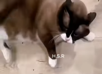 V1302003 este gato tenía un temperamento fuerte mira el porque (Part 2)