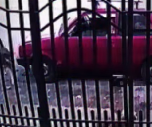 V1302006 el perrito fue ayudado por su ángel guardian (Parte 2)