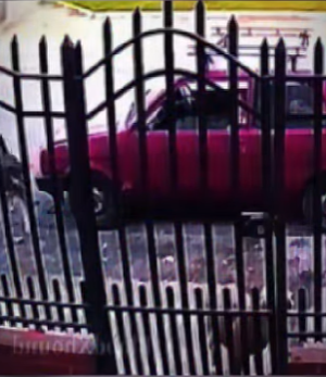 V1302006 el perrito fue ayudado por su ángel guardian (Parte 2)