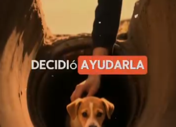 V1302030 el hogar de esta cachorra era un pequeño hoyo en el suelo (Parte 2)