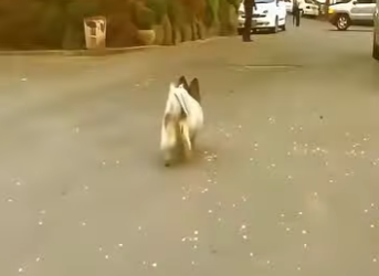 V1302008 Espero por años sin saber que su dueño ya no volvería (Parte 2)