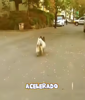 V1302008 Espero por años sin saber que su dueño ya no volvería (Parte 2)