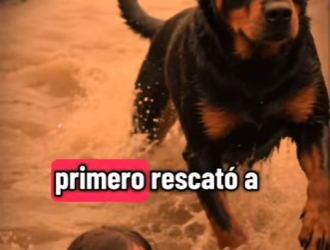 V1302013 Orión el perro que salvó muchas vidas en la tragedia de Vargas (