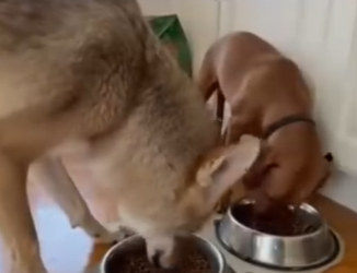 O0202004 Este rescate cambio su camino (Parte 2)