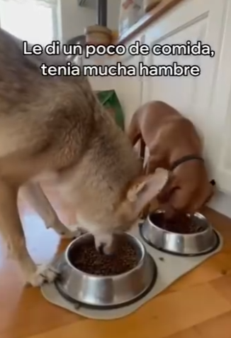 O0202004 Este rescate cambio su camino (Parte 2)