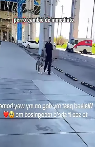 V1802005 Este perrito se reencuentra con su dueña después de varios meses (Parte 2)