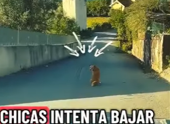 V1802009 el perro cobra vacunas (Parte 2)