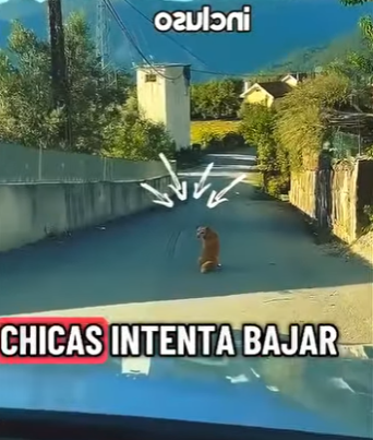 V1802009 el perro cobra vacunas (Parte 2)