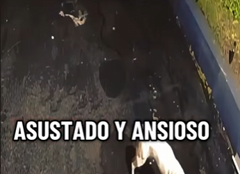 V1802012 paso mucho tiempo pero se ganaron su corazón (Parte 2)