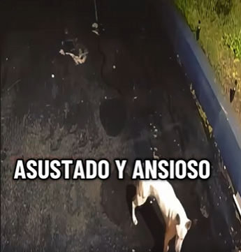 V1802012 paso mucho tiempo pero se ganaron su corazón (Parte 2)