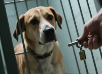 V1802003 insistio hasta que la pudo llevar casa (Parte 2)