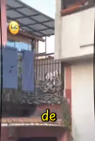 V1802011 pensaron que los habían abandonado (Parte 2)