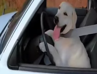 V1802008 enseñó su perro manejar el carro (Parte 2)