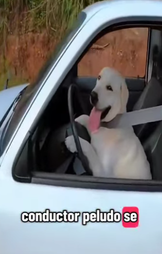 V1802008 enseñó su perro manejar el carro (Parte 2)