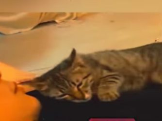 V1802016 así pide amor este gato (Parte 2)