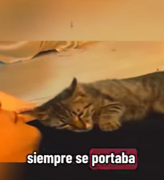 V1802016 así pide amor este gato (Parte 2)