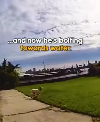 I0102009 Cop drops uniform to save injured stray in (Part 2)