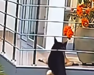 V1802030 Estaba descansandoV1802030 Estaba descansando miren lo que paso (Parte 2)