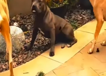 V1802026 El Pitbull es el perro con más Aura en el mundo creían que estaba (Parte 2)