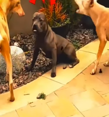 V1802026 El Pitbull es el perro con más Aura en el mundo creían que estaba (Parte 2)