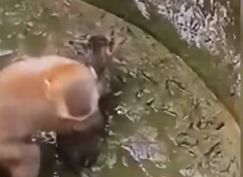 V1802004 Monito rescata un gato miren su reacción al final (Parte 2)